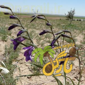 گلایول سیاه